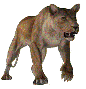 Gif animé lionne marche